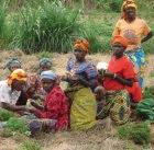 Does GM technology help small-scale farmers?