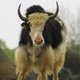 yak