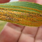 Wheat leaf infected with yellow stripe rust