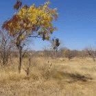 Healers in Zambia use this tree's bark to treat malaria