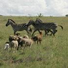 Wildlife and domestic animals share the plains of the Kajiado