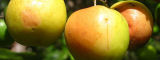 Le jujube au Mozambique - Flickr/tonrulkens