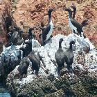 Fauna protegida de la Reserva Nacional de Paracas